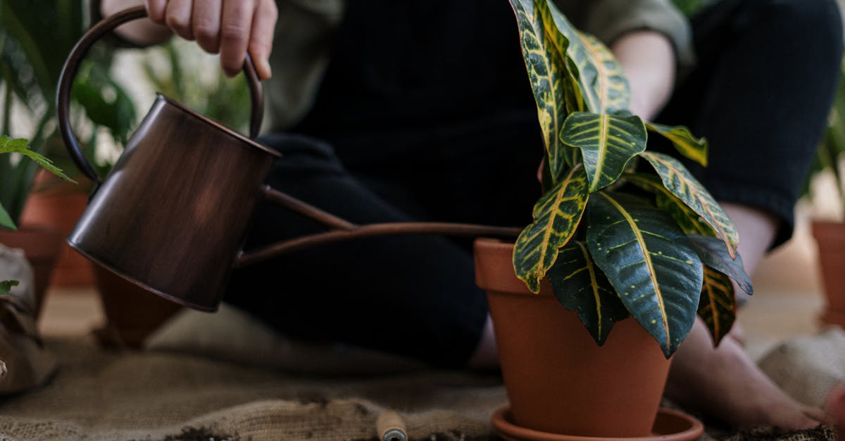 entdecken sie nachhaltiges leben mit praktischen tipps und ideen für einen umweltfreundlichen lebensstil. erfahren sie, wie kleine veränderungen im alltag einen großen einfluss auf unseren planeten haben können.