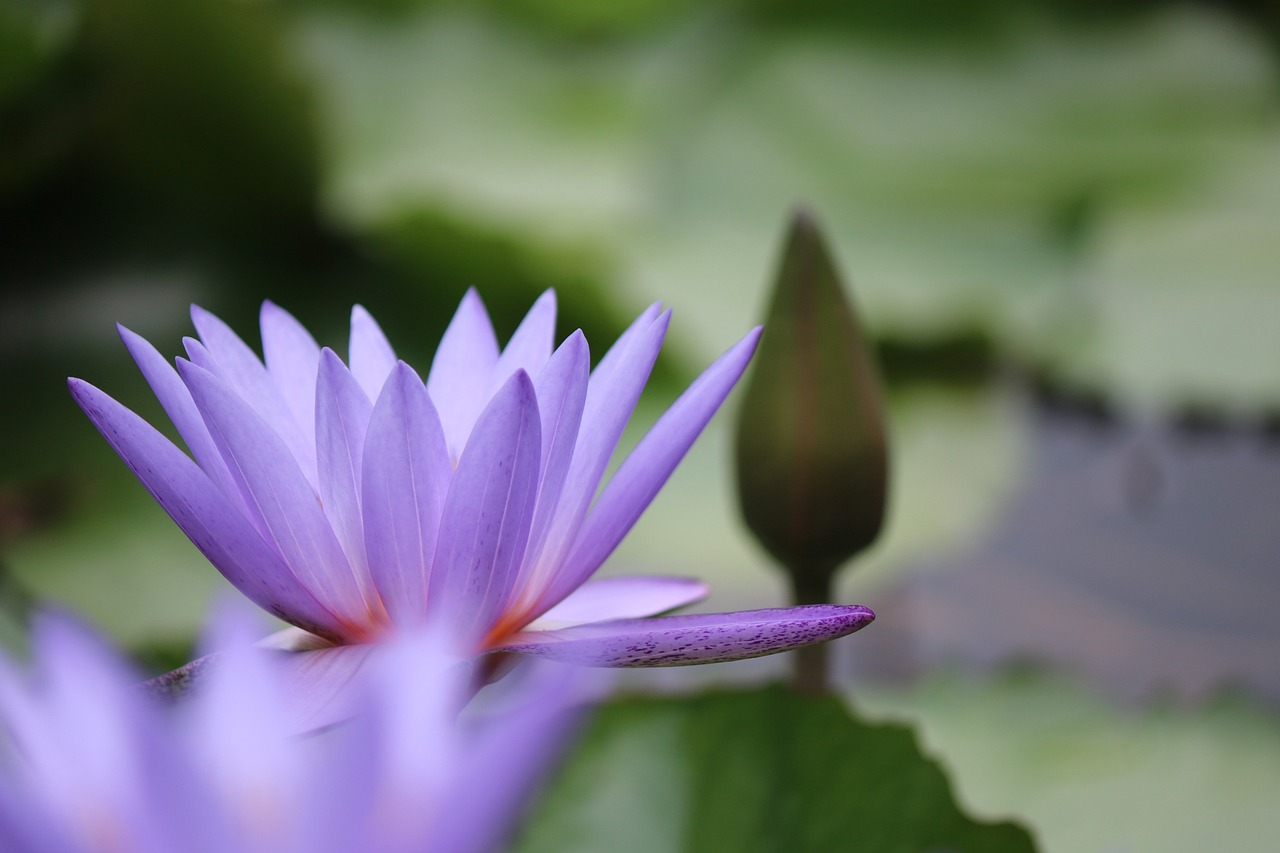 entdecken sie die schönheit der harmonie – ein ort der ruhe und des gleichgewichts, wo klänge, farben und emotionen zu einem unvergesslichen erlebnis verschmelzen.