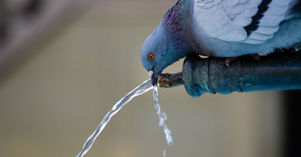 entdecken sie die tierverhaltenstherapie: wir helfen ihrem haustier, unerwünschte verhaltensweisen zu überwinden und fördern ein harmonisches zusammenleben. erfahrene experten beraten individuell und effektiv.