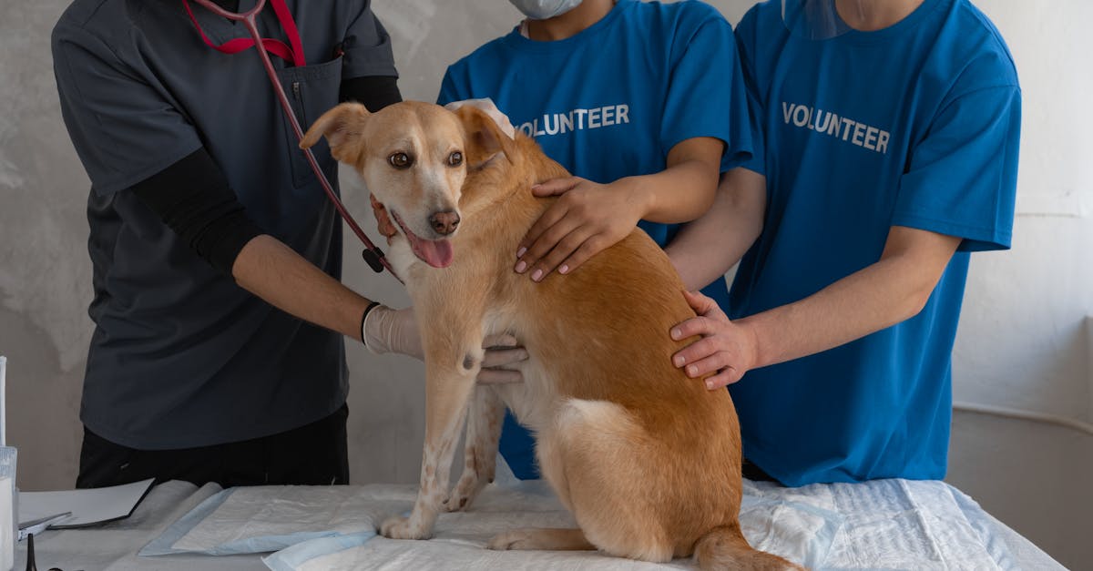 entdecken sie wertvolle tipps und informationen rund um die gesundheit ihres haustiers. erfahren sie mehr über pflege, ernährung und vorsorge für hunde, katzen und andere haustiere.