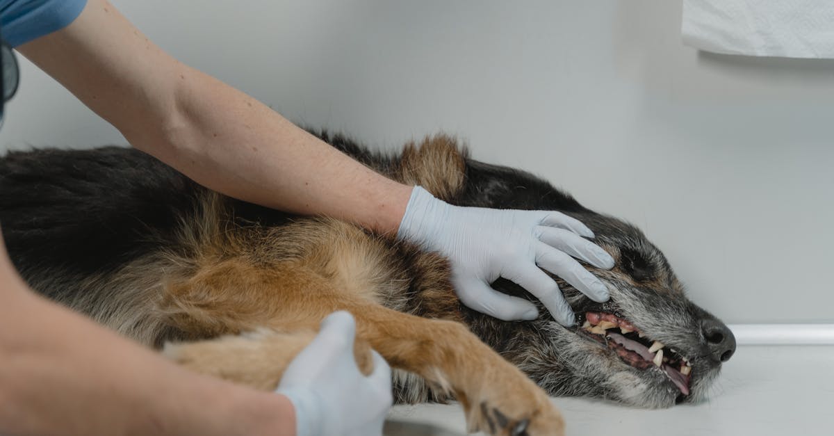erfahrene tierärzte bieten umfassende medizinische versorgung für ihre haustiere. vertrauen sie auf professionelle dienstleistungen und liebevolle betreuung für die gesundheit ihrer tiere.