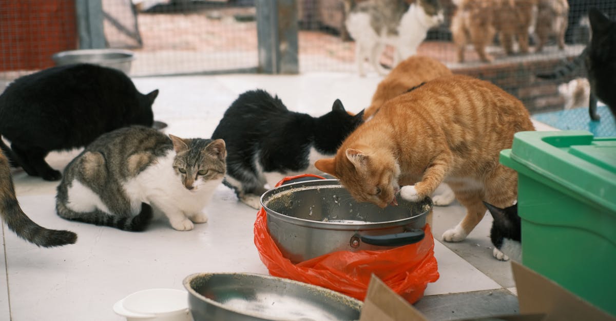erfahren sie, wie pet advocacy haustierbesitzern hilft, sich für das wohl ihrer tiere einzusetzen. tipps, ressourcen und unterstützung für verantwortungsvolle tierhaltung in deutschland.
