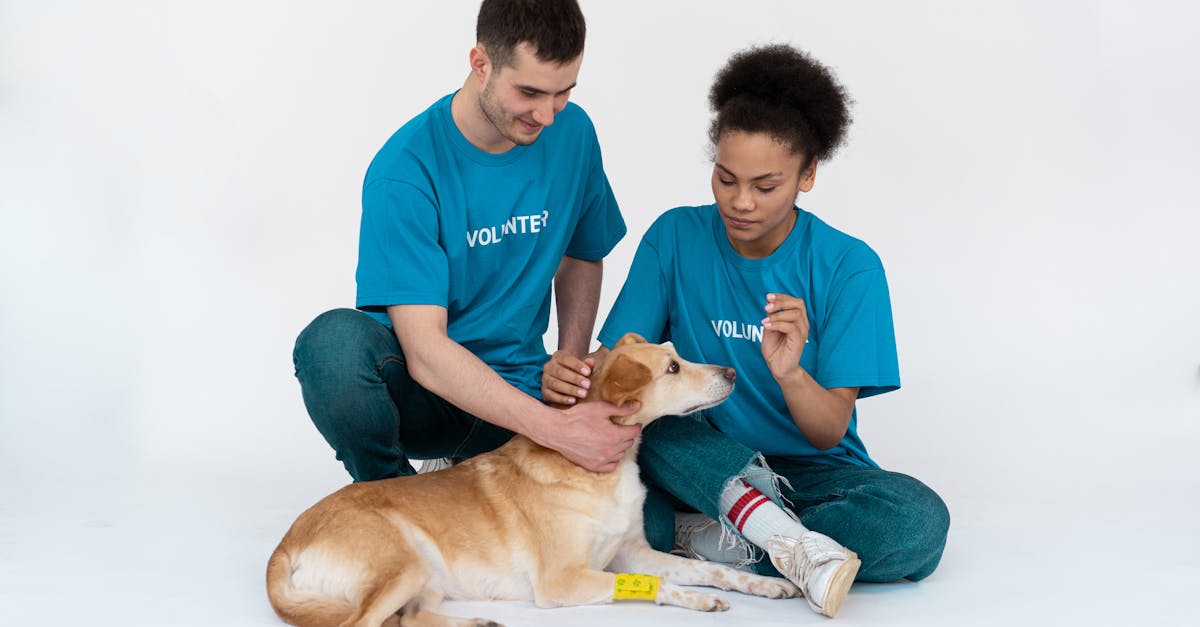 entdecken sie die freude der haustieradoption! finden sie ihr perfektes tierheimtier, das auf ein liebevolles zuhause wartet. gemeinsam für eine bessere zukunft – adoptieren sie noch heute!