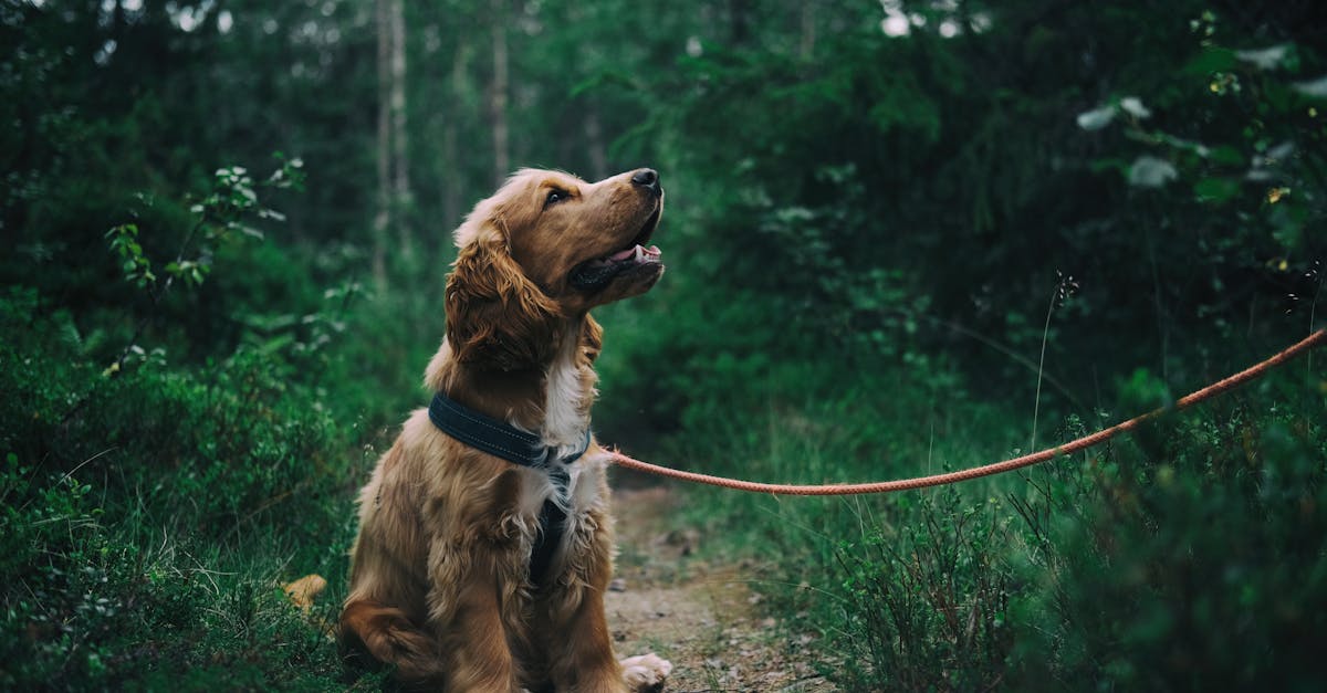 entdecken sie effektives hundetraining: tipps, methoden und anleitungen für ein harmonisches zusammenleben mit ihrem vierbeiner. perfekt für anfänger und fortgeschrittene.