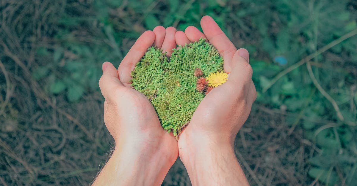entdecken sie die bedeutung der nachhaltigkeit und wie sie unser tägliches leben beeinflusst. erfahren sie, wie nachhaltige praktiken zur erhaltung der umwelt beitragen und eine bessere zukunft für kommende generationen schaffen können.