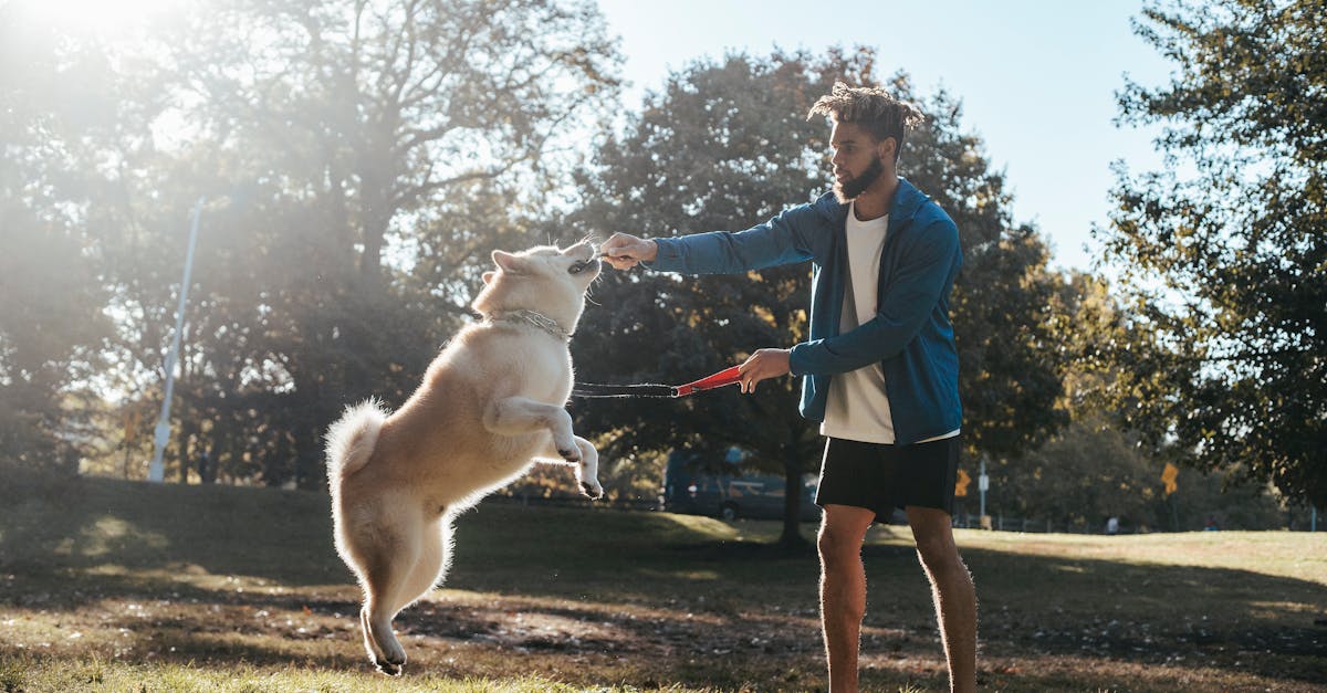 entdecken sie effektive hundetraining-tipps, methoden und ratschläge, um das verhalten ihres hundes zu verbessern und eine starke bindung aufzubauen. perfekt für anfänger und erfahrene hundebesitzer.