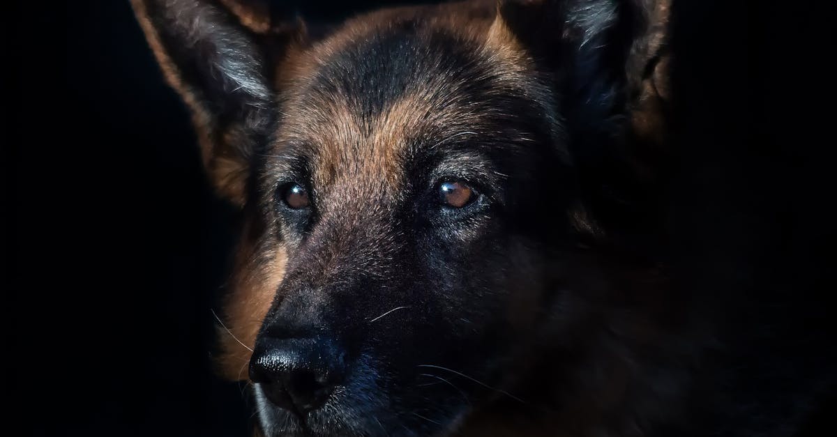 erfahren sie alles über das deutsche tierschutzgesetz: aktuelle bestimmungen, rechte der tiere und pflichten für tierhalter. informieren sie sich jetzt rund um den gesetzlichen tierschutz in deutschland.