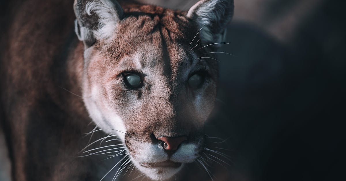 erfahren sie alles über das deutsche tierschutzgesetz, seine wichtigsten bestimmungen und wie es zum schutz von tieren beiträgt. informieren sie sich über aktuelle regelungen und rechte rund um den tierschutz.