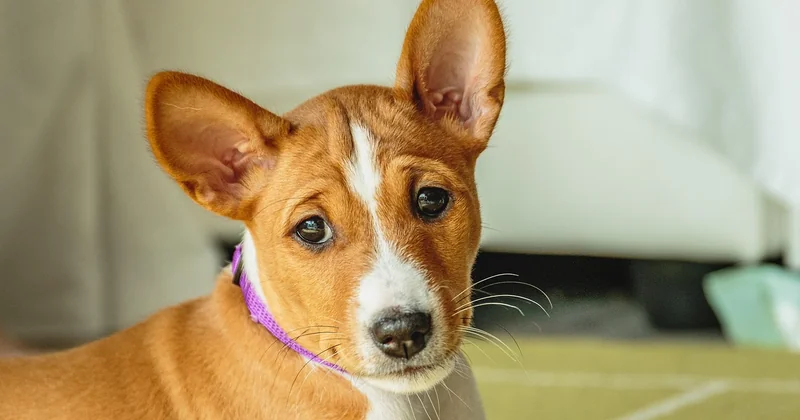 Für wen ist ein Basenji geeignet – und für wen nicht?
