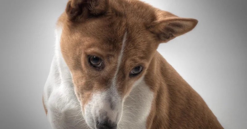 Charakter und Eigenheiten: Ein Hund wie eine Katze