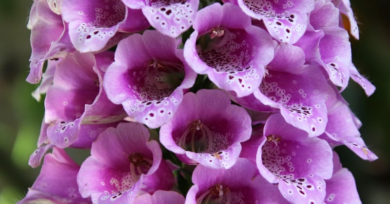 fleur