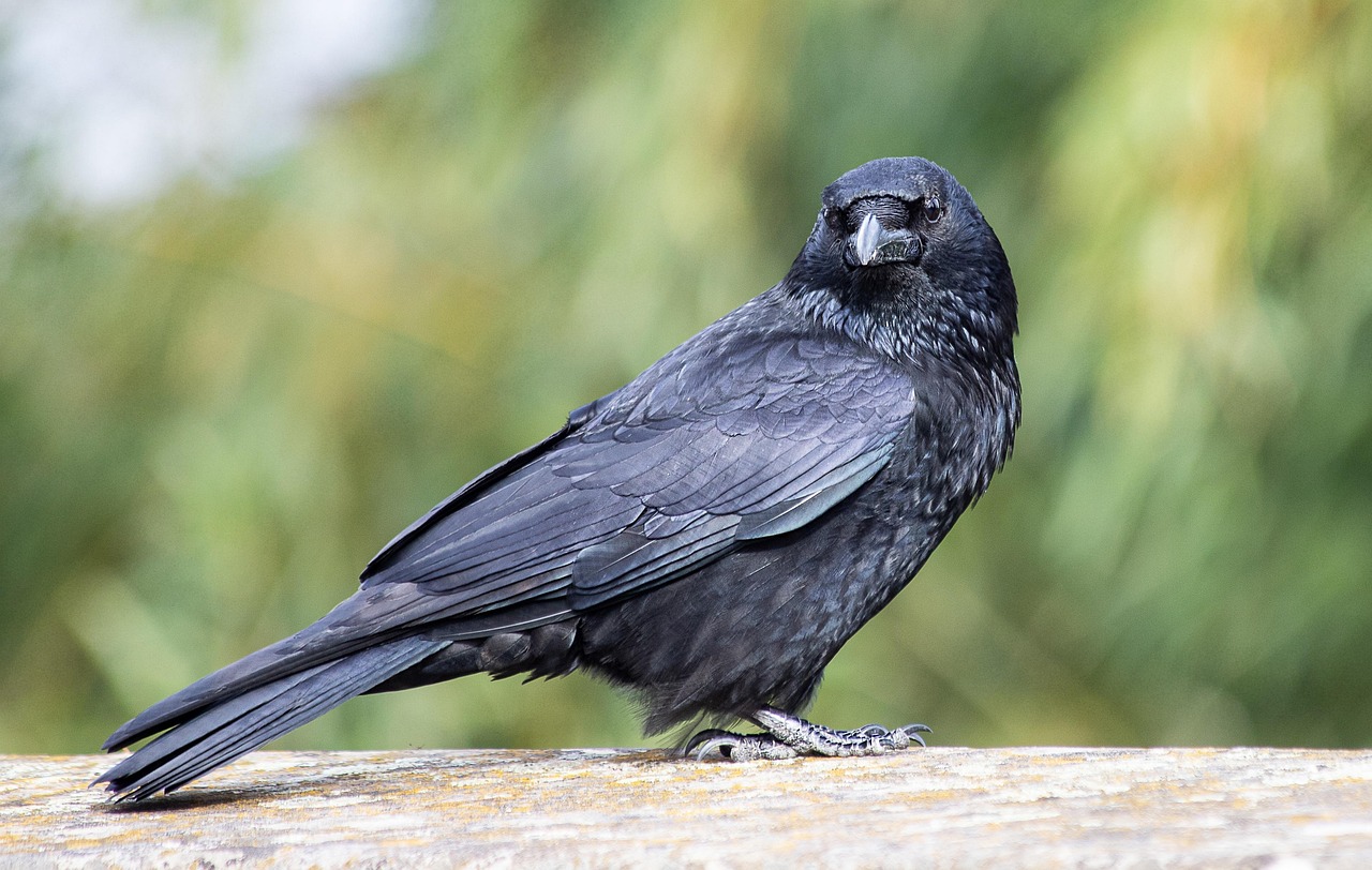 Intelligente Krähen sorgen für Sauberkeit im Freizeitpark
