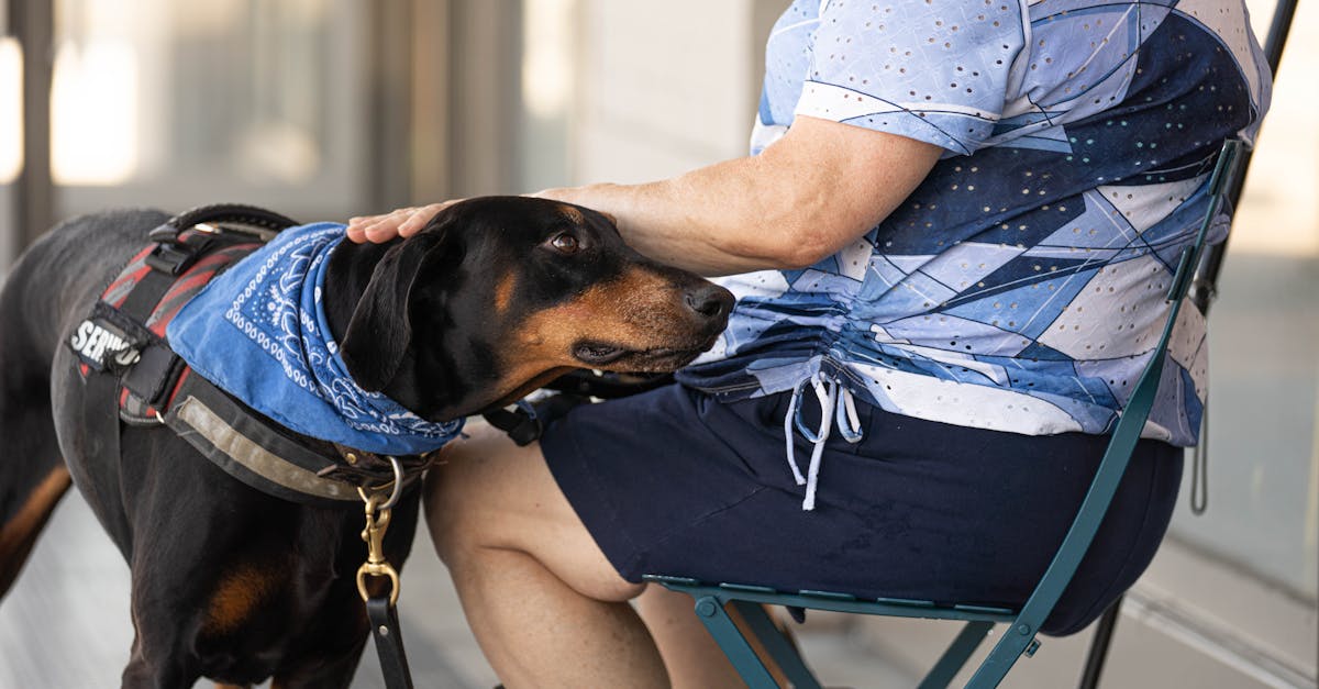 Haustierverhaltenstherapie: effektive Methoden zur Verbesserung des Verhaltens Ihrer Tiere