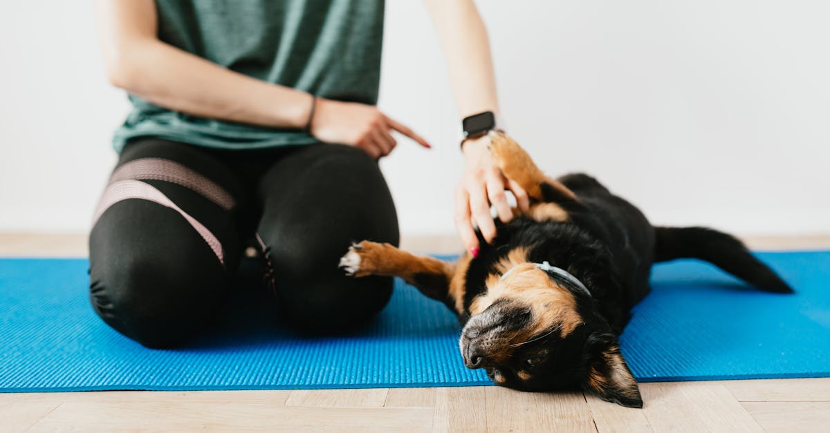 Hundeerziehung: Tipps für eine erfolgreiche Ausbildung Ihres vierbeinigen Freundes