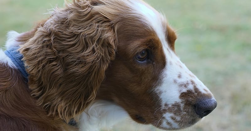 Welsh Springer Spaniel: Der freundliche Jagdhund für Familien