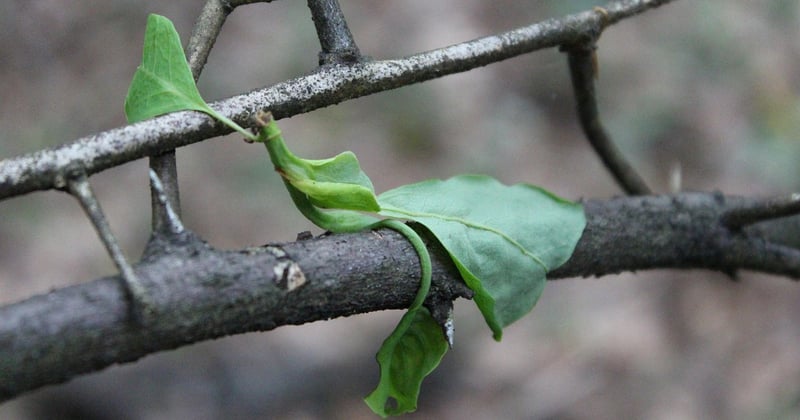 Haiku Aufbau: Die 5-7-5-Regel einfach erklärt mit Beispielen