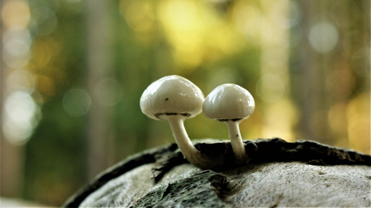 Natur-erlebnis und entspannungstag im h2o herford