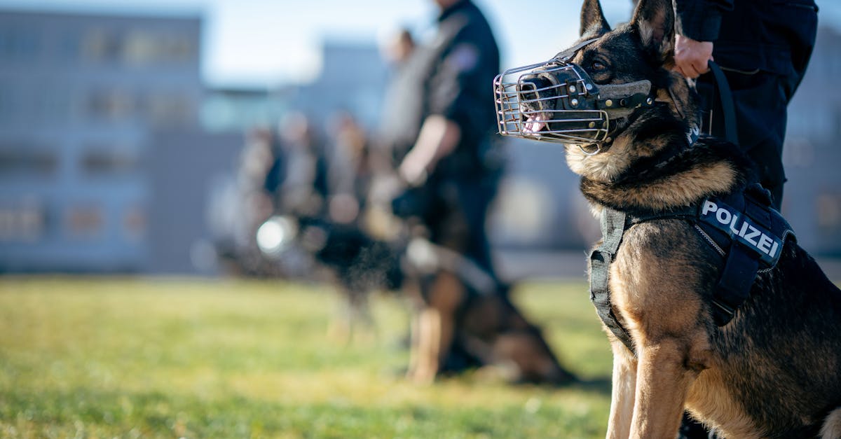 Tierschutzgesetz: Wichtige Informationen für den Schutz von Tieren in Deutschland
