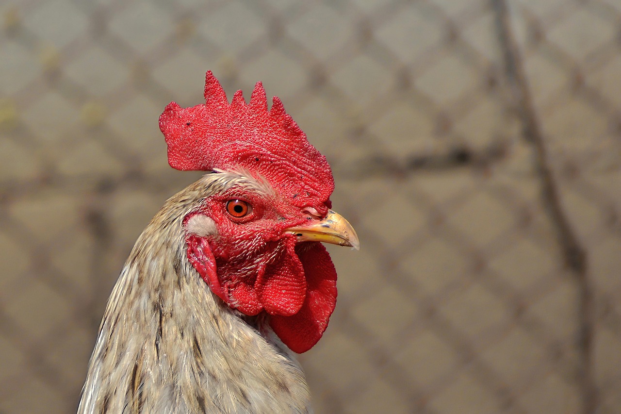 Die spannende Geschichte von Tanja Ransom