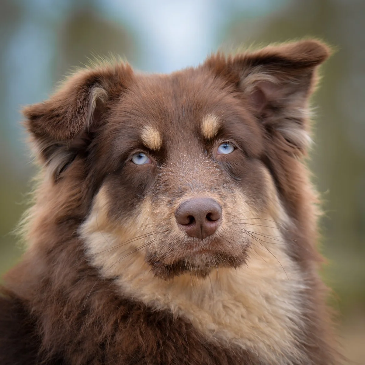 chien