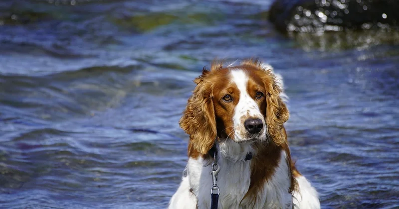 Welsh Springer Spaniel vs. English Springer Spaniel: Die Unterschiede