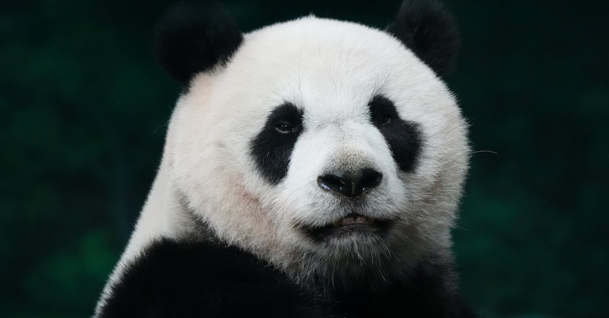 Tierschutz: Wichtige Maßnahmen für den Schutz von Tieren