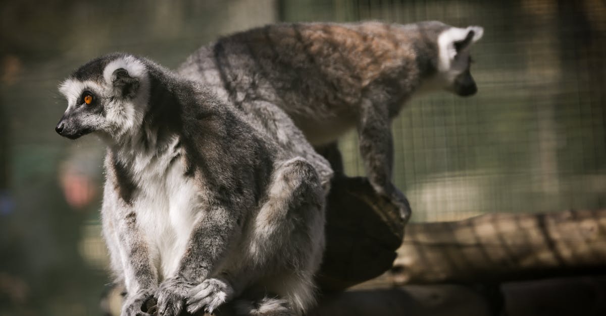 Haustierverhalten verstehen: Einblick in die Verhaltensweisen unserer tierischen Begleiter