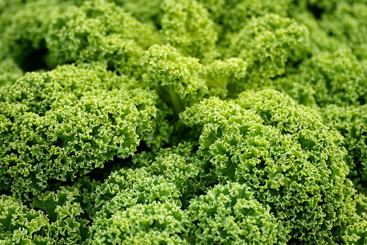Die Top 7 Veganen Blogger Deutschlands, die Deine Ernährung Verändern Werden