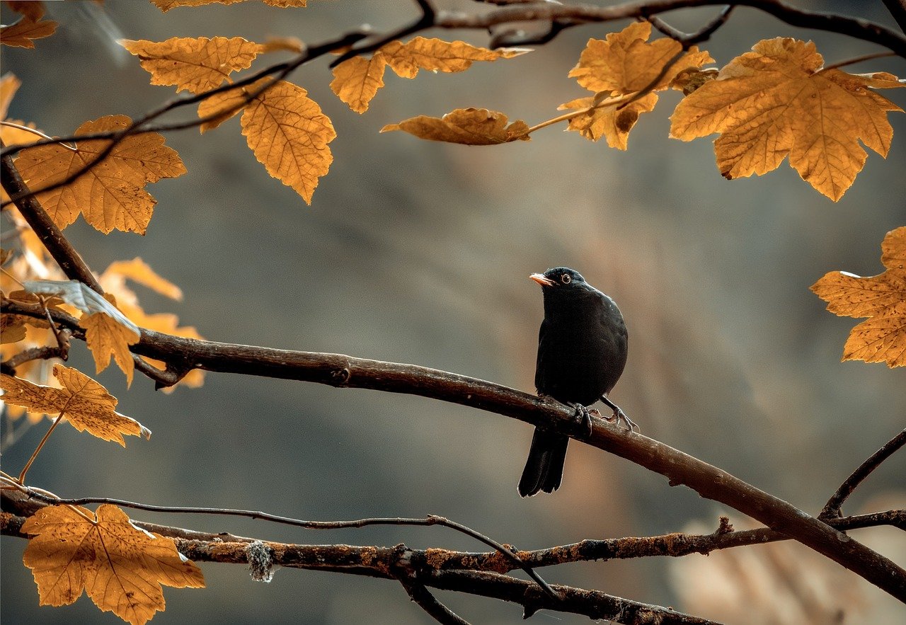 entdecken sie die faszinierende welt des birdwatching! beobachten sie seltene vogelarten in ihrem natürlichen lebensraum und genießen sie die ruhe der natur. perfekt für naturliebhaber und abenteurer.