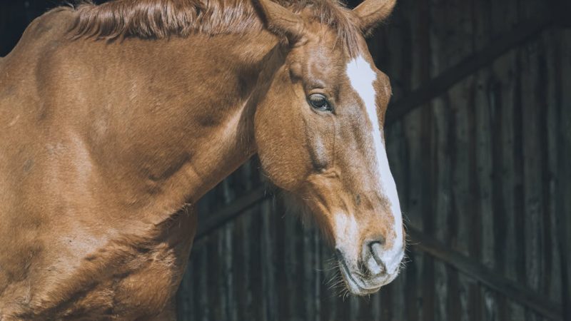 Haustiere: Tipps zur artgerechten Haltung und Pflege