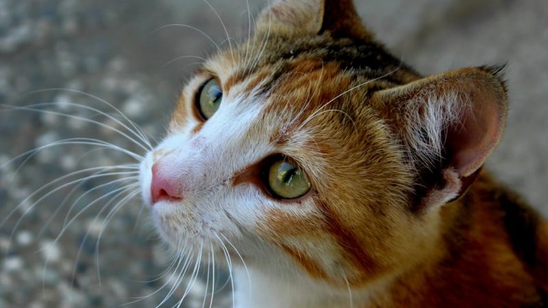 Tierpflege: Tipps und Tricks für die optimale Betreuung Ihrer Haustiere