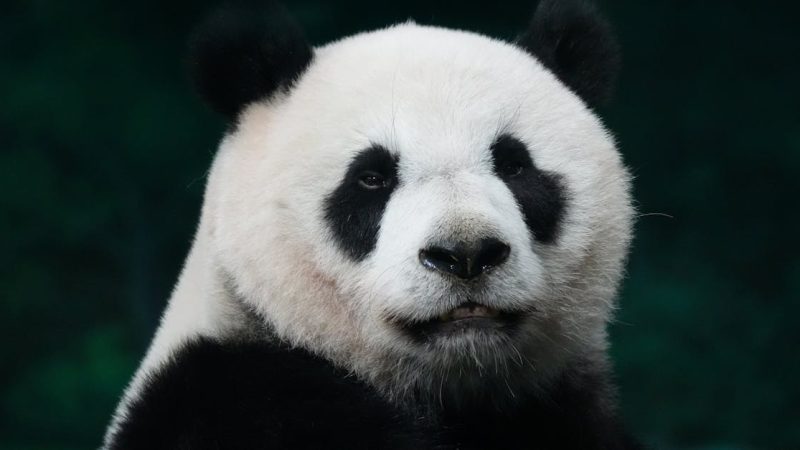 Tierschutz: Wichtige Maßnahmen für den Schutz von Tieren