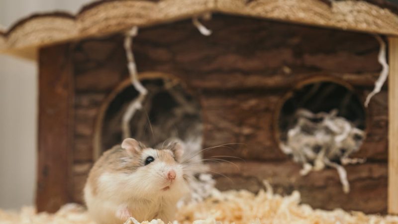 Haustierbedarf: Die besten Produkte für Ihre tierischen Begleiter