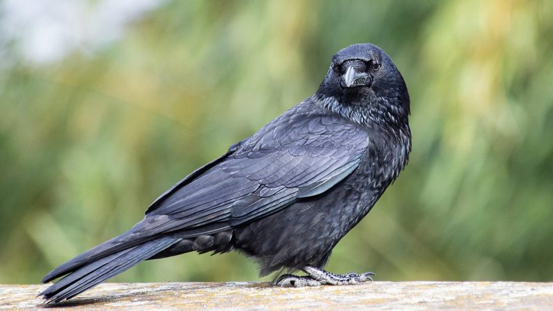 Intelligente Krähen sorgen für Sauberkeit im Freizeitpark