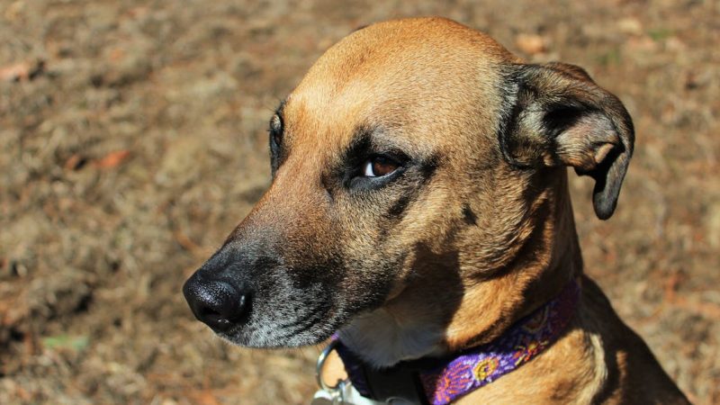 Haustieradoption: Wichtige Tipps für angehende Tierbesitzer