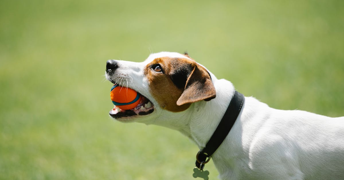 entdecken sie effektive hundeerziehungstechniken, um das verhalten ihres haustiers positiv zu beeinflussen. erfahren sie, wie sie ihren hund auf liebevolle und spielerische weise trainieren können.