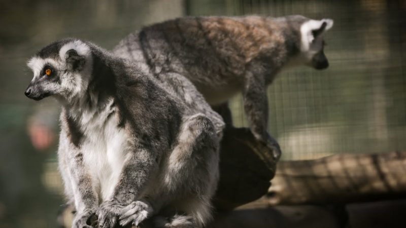 Haustierverhalten verstehen: Einblick in die Verhaltensweisen unserer tierischen Begleiter