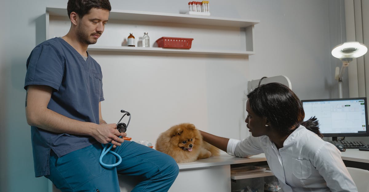 entdecken sie hilfreiche tipps und ratschläge rund um die gesundheit ihres haustiers. erfahren sie alles über ernährung, pflege und krankheiten von hunden, katzen und anderen haustieren.