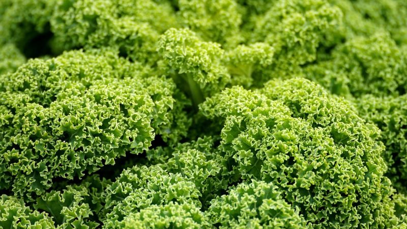 Die Top 7 Veganen Blogger Deutschlands, die Deine Ernährung Verändern Werden