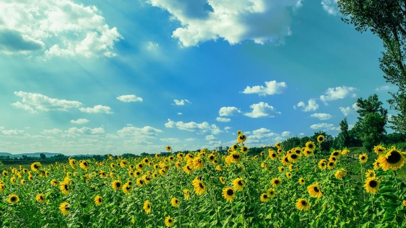 Wohlstand und seine Auswirkungen auf die Gesellschaft