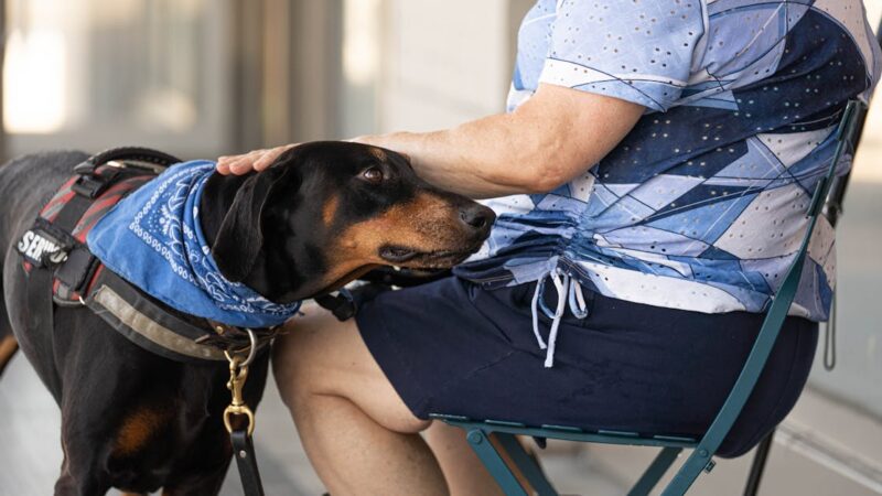 Haustierverhaltenstherapie: effektive Methoden zur Verbesserung des Verhaltens Ihrer Tiere
