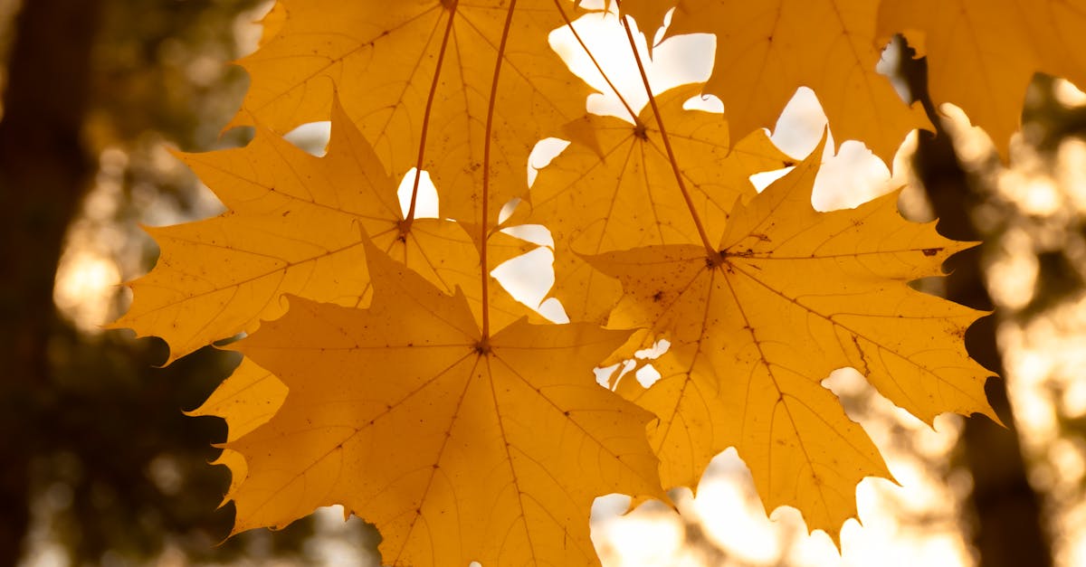 erfahren sie alles über medizinische check-ups: warum vorsorgeuntersuchungen wichtig sind, welche arten es gibt und wie sie zur früherkennung von krankheiten beitragen.