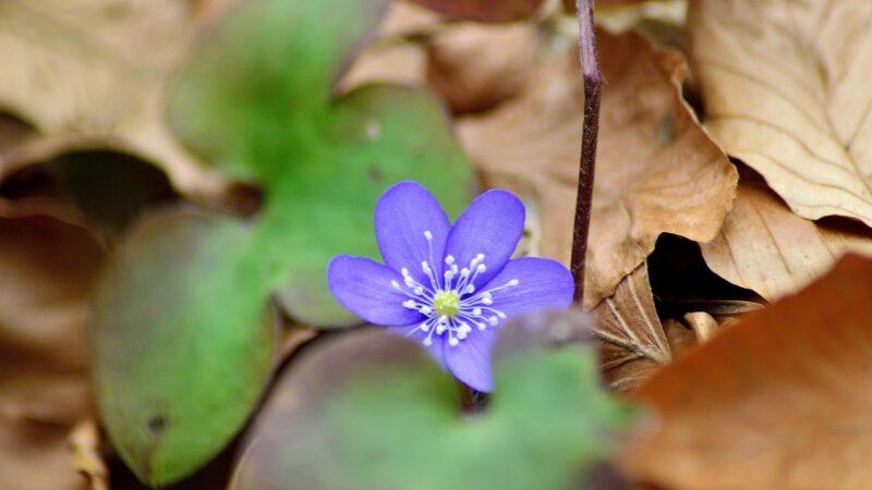 Das Gesundheitsblog: Deutschlands erstes gesponsertes Weblog rund um Gesundheit