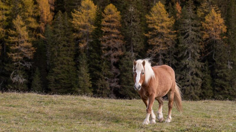 spannende Entdeckungen rund um das Land Italien